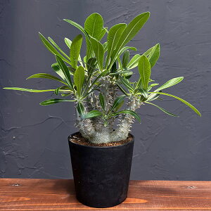 ϗtA/[UEt@[ZNg]pL|fBEFɓnCubhij4A25-01