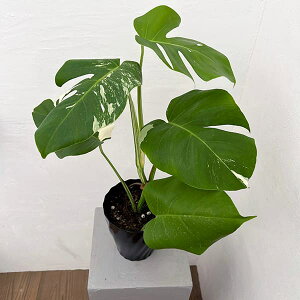 ϗtA/[IZ[]XeF{VMA[iij 5A25-06