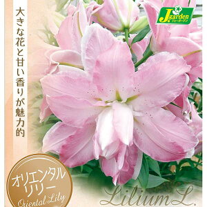 ����/�����F���d�炫�I���G���^�������[�@ �T�{�[��1������