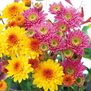 Ԃ̕c/LNF~炫fGbg}ie̕cjt[gE3.5