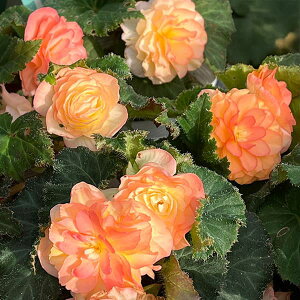 Ԃ̕c/xSjAFmXgbv s[`VF[h3.5|bg