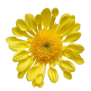 Ԃ̕c/i킯jt[}ieELNjF\lA@TiiCG[j3.5|bg