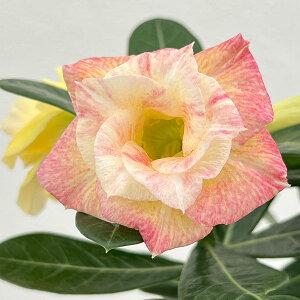 ϗtA/AfjEFIxX@kul wdi@4A