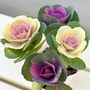 Ԃ̕c/n{^F~灕EB^[`F[4{d3|bg