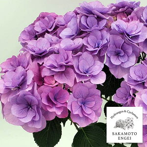 Ԗ ؂̕c/AWTCFNAiu[j3.5|bg