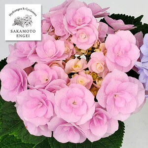 Ԗ ؂̕c/AWTCFm[uAisNj3.5|bg