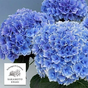 Ԗ ؂̕c/AWTCF|[WBu[P@G[iu[j3.5|bg