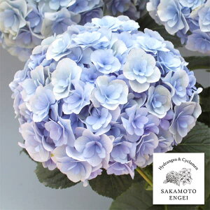 Ԗ ؂̕c/AWTCF|[WBu[P iu[j3.5|bg