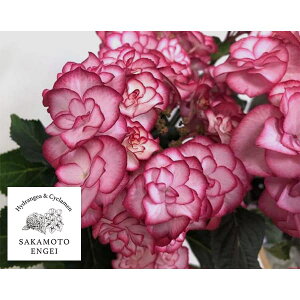 Ԗ ؂̕c/AWTCFYULIKAiJjisNj3.5|bg