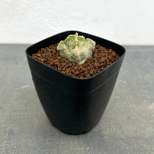 ϗtA/[UEt@[ZNg]zCgXAlAFNT@2.5A