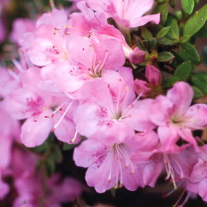 Ԗ ؂̕c/[RccWF߉3.5|bg