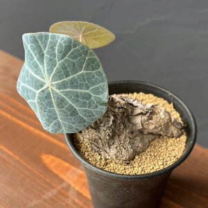 ϗtA/[UEt@[ZNg]Xet@jAFJEB[TL[@3A25-05