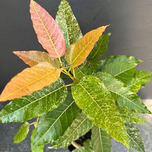 ϗtA/[UEt@[ZNg]tBJXFXm[Xg[@5A