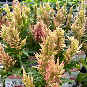 Ԃ̕c/ZVAFt[gT[3-3.5|bg