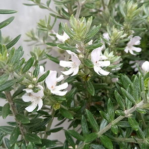 Ԗ ؂̕c/EGXgMAFΗt5A