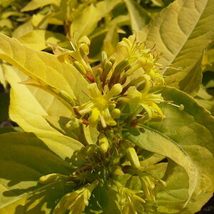 Ԗ ؂̕c/fBGrFnj[r[4`5|bg