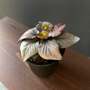 ϗtA/[tHrAFtRCV[ 3A25-04