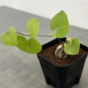 ϗtA/fBIXRAFGt@eByX@Manafs farm̃AtJTb@2.5A