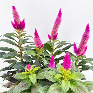 Ԃ̕c/ZVAFr[eB[V[Y@fB[vRpNg4A