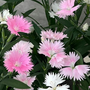 Ԃ̕c/_CATXFX[vEsN3.5|bg