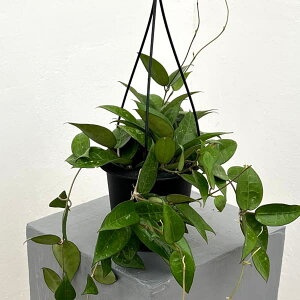 ϗtA/zFpVeBJ@ubNGbW@4݂蔫*