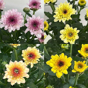 i킯jK[f}EWF[tBbV ԐF~bNX 5A