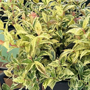 Ԗ ؂̕c/mCieiVjFxC5|bg