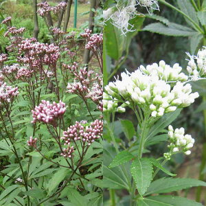 Ԃ̕c/tWoJ}i[pgEjF2FAisNƃzCgj3|bg