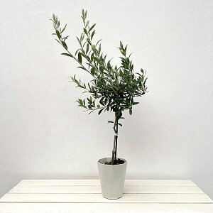 Ԗ ؂̕c/I[uFZgLT X^_[hd4.5|bg