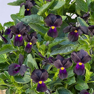 Ԃ̕c/|̃rIF}bgubL[vv3-3.5|bg