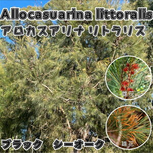 Ԗ ؂̕c/AJXAiFgX5|bg