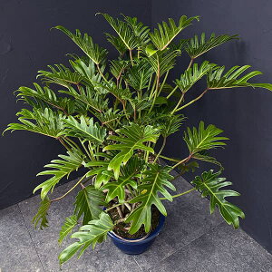 ϗtA/tBfhFNbJo@8A25-03