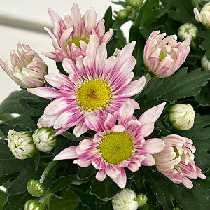 Ԃ̕c/i킯jt[}ieELNjFm}htbVsN3.5|bg