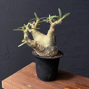 ϗtA/pL|fBEFOLX 3.525-02