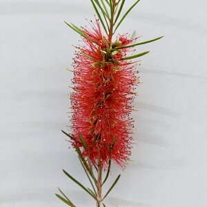 Ԗ ؂̕c/JXeFsjtHEX5|bg