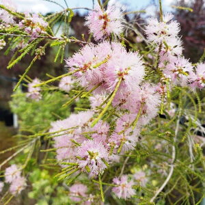 Ԗ ؂̕c/EJF^}Vi5|bg