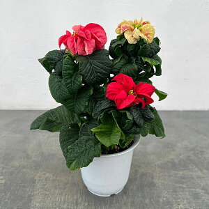 |CZ`AFEB^[[Y3F~bNXA4A