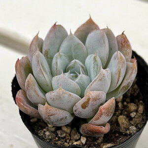 ϗtA/GPxAF~NeB[@2|bg