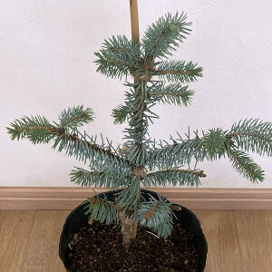 Ԗ ؂̕c/sZAvQXivQXgEqjFGbNt7|bg