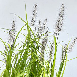 Ԃ̕c/yjZcit@EeOXjFAyNCfX rfXPXiԕj5A