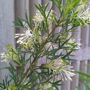 Ԗ ؂̕c/OrAFzCgEBOX4|bg