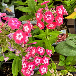 Ԃ̕c/tbNXFtFC}XR[ 4|bg