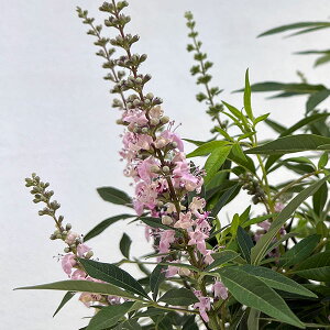 Ԗ ؂̕c/mjW{NFMNeBbNsNiԁj3.5|bg