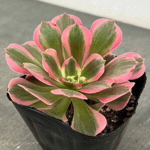 ϗtA/AGIjEFsNEBb` 3.5|bg