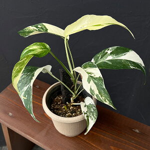 ϗtA/GsvkFsi^@425-01