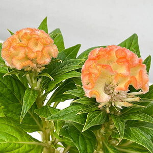 Ԃ̕c/ZVAiPCgEjFWT[3O|bg 3Zbg