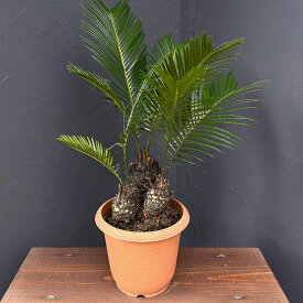 観葉植物/ソテツ（蘇鉄）6号25-01