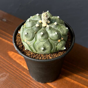 ϗtA/AXgtBcFAXeAXTbہiJug}j3A*