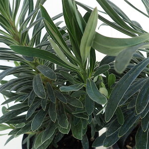 Ԃ̕c/[tHrA bhECO3|bg