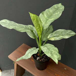 ϗtA/AOIl}FVo[A@4|bg